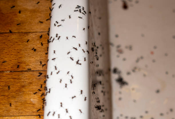 Best Cockroach Control Services  in Shelburne Falls, MA