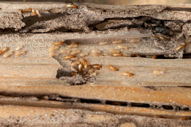 Best Local Pest Control Services  in Shelburne Falls, MA