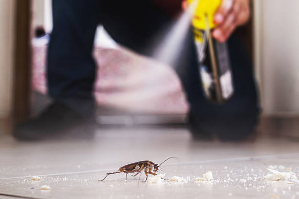 Reliable Shelburne Falls, MA Pest Control Solutions