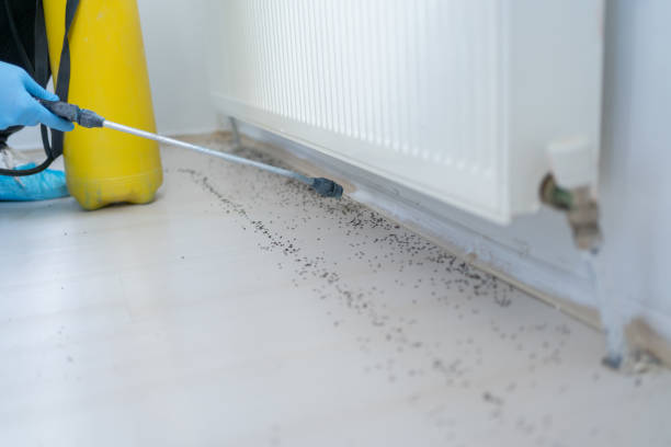 Best Flea Control Services  in Shelburne Falls, MA